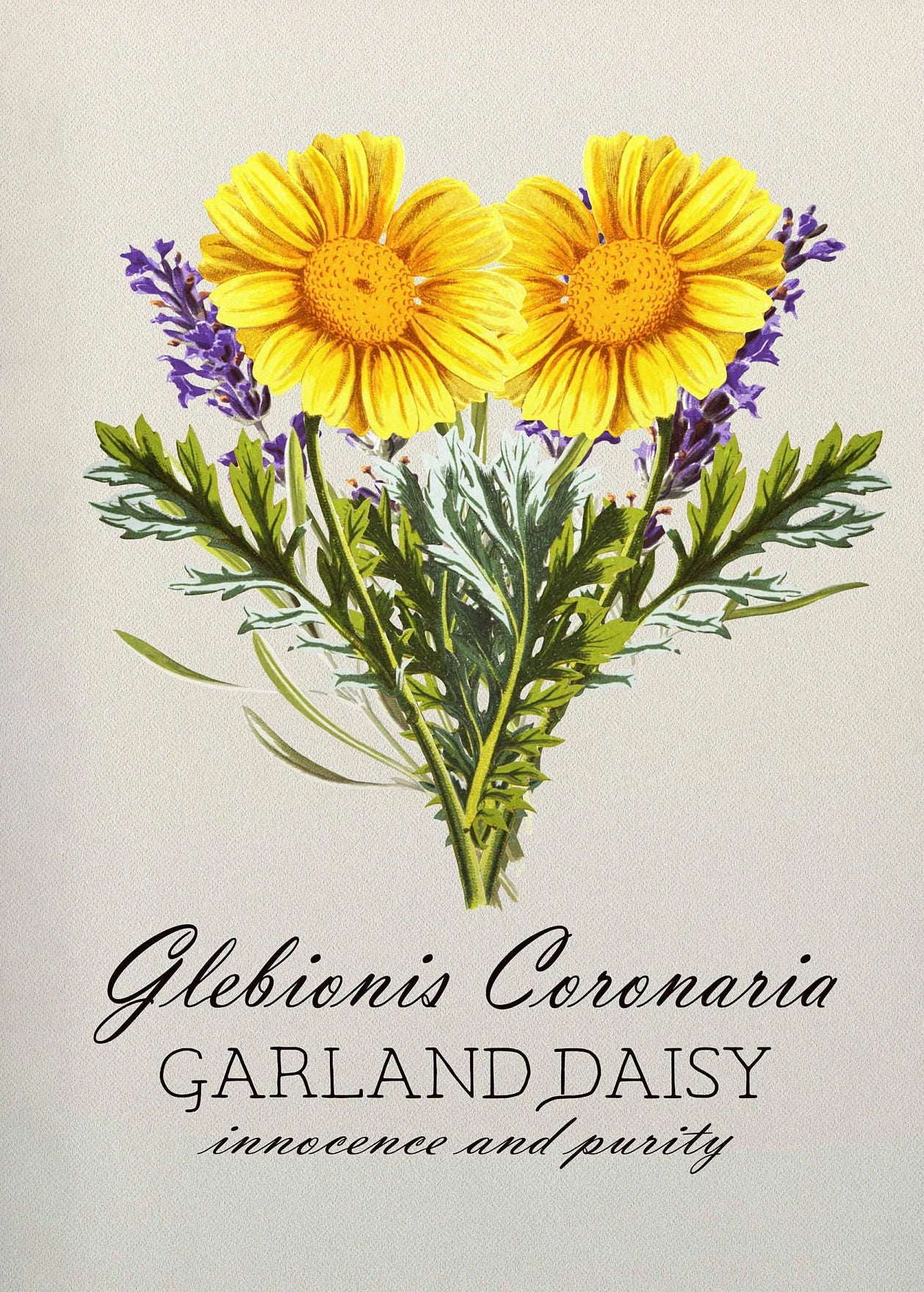 Bouquet of yellow daisies and purple lavender with text on a light gray background