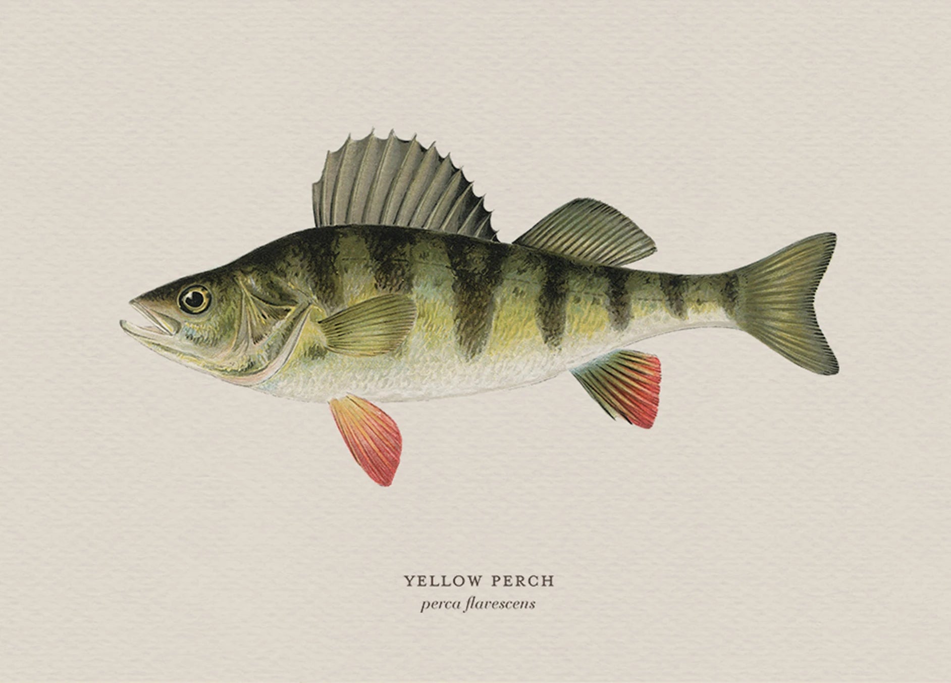 Illustration of a yellow perch fish on a beige background