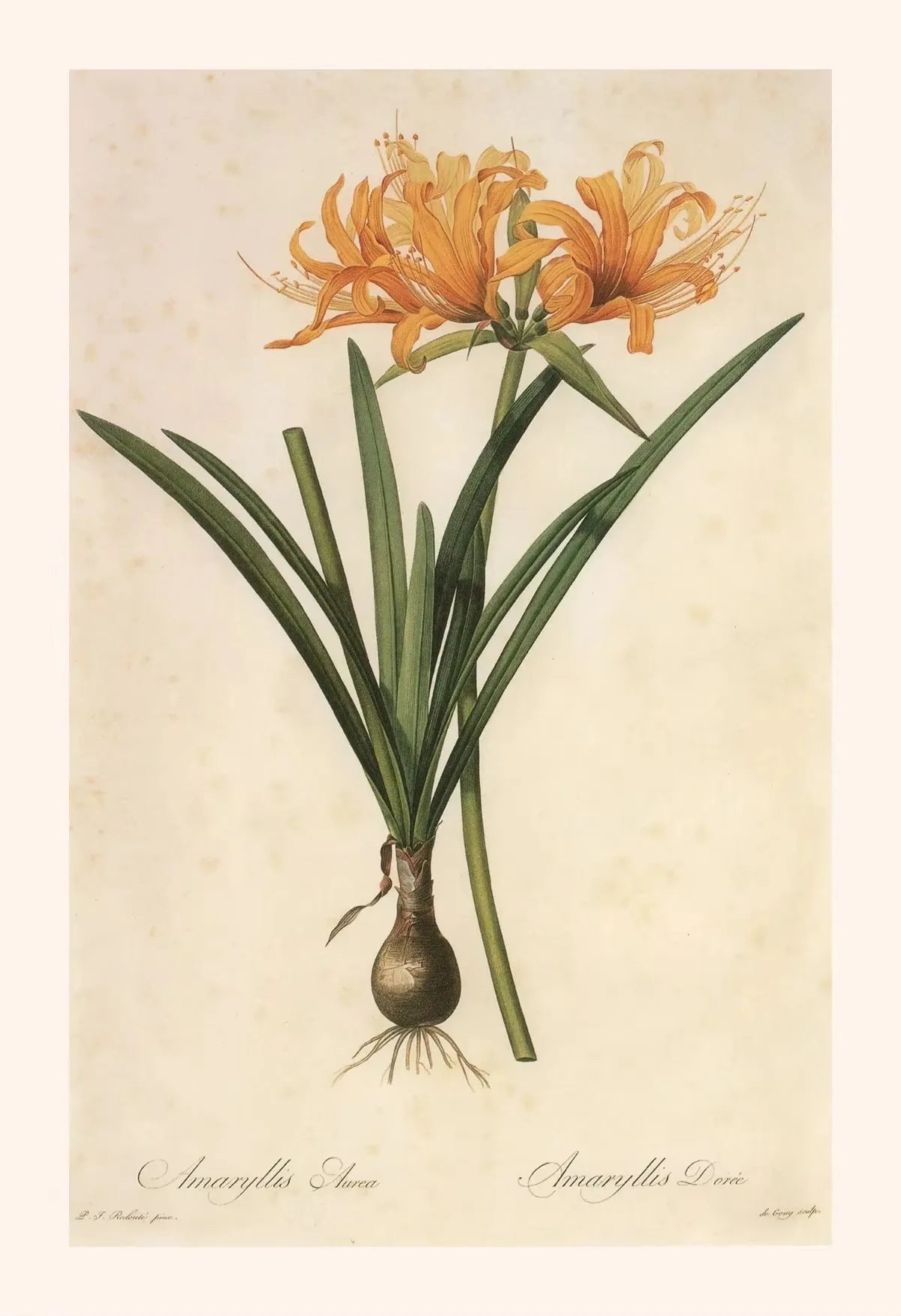 Botanical illustration of a plant with yellow flowers and green leaves on a beige background.