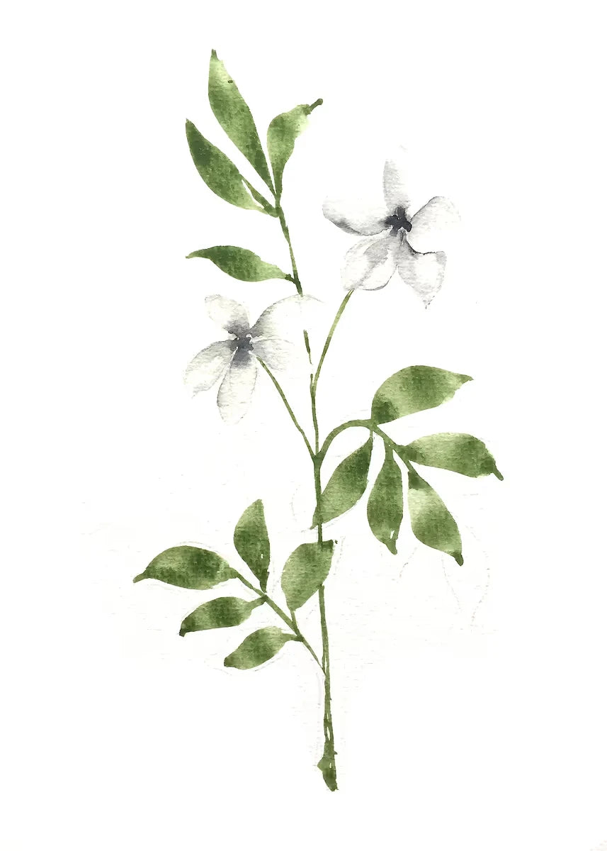 Artistic illustration of green leaves and white flowers on a white background