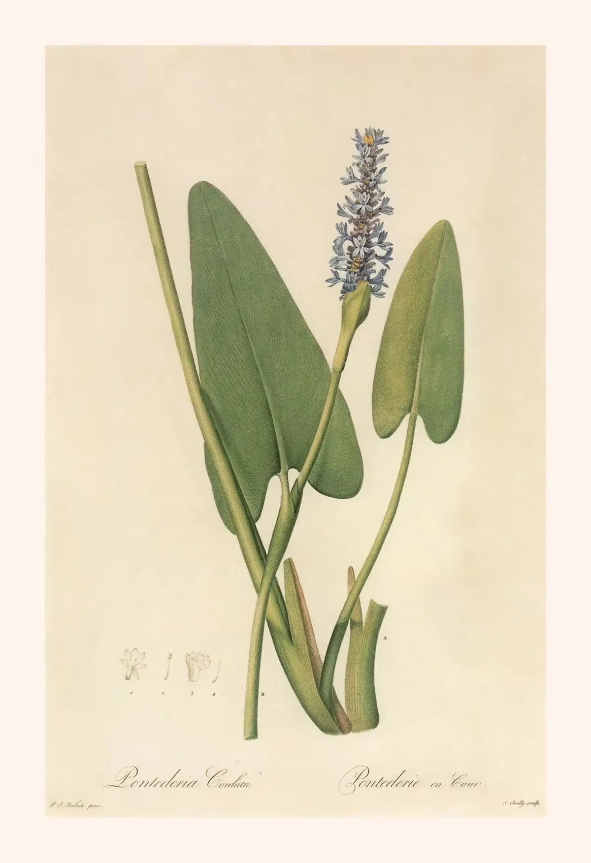 Botanical illustration of a plant with green leaves and purple flowers on a beige background