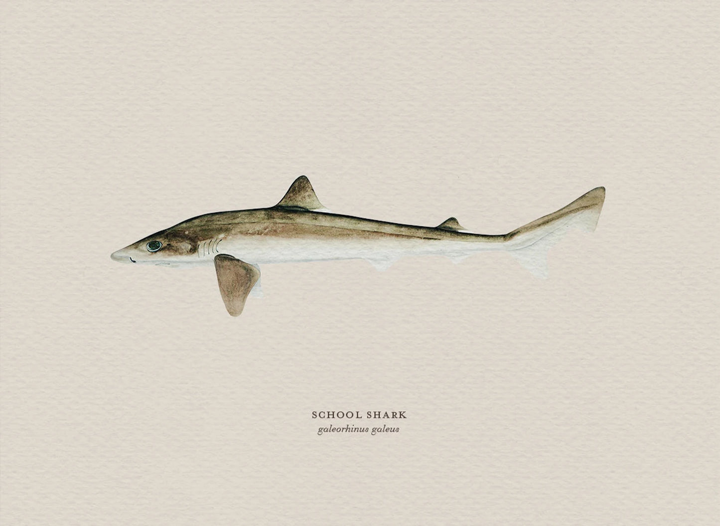 Illustration of a school shark on a beige background