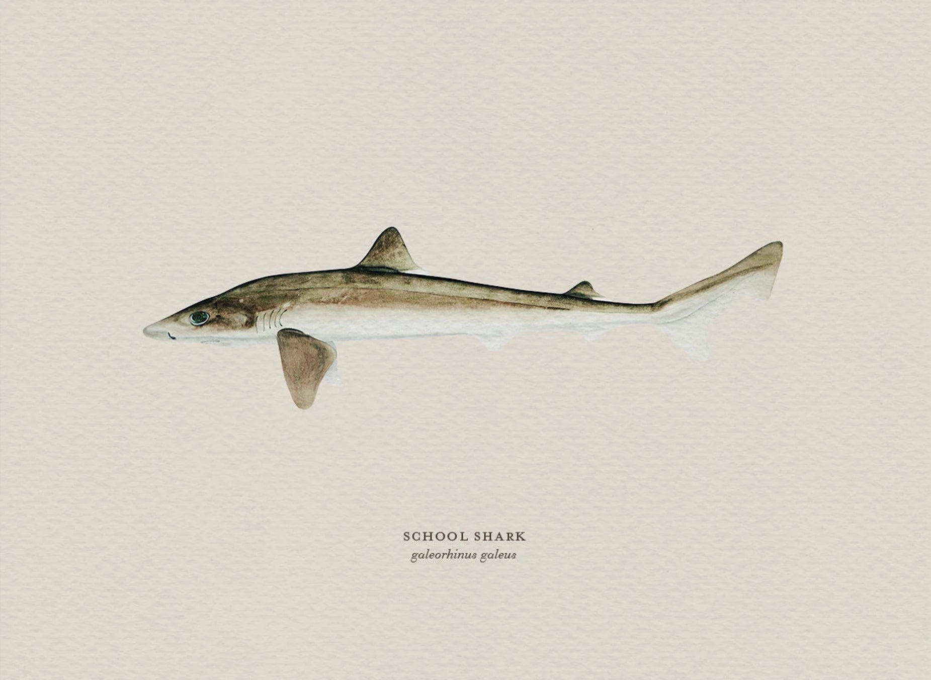 Illustration of a school shark on a beige background