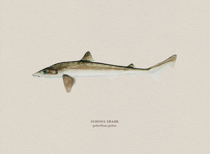 Illustration of a school shark on a beige background
