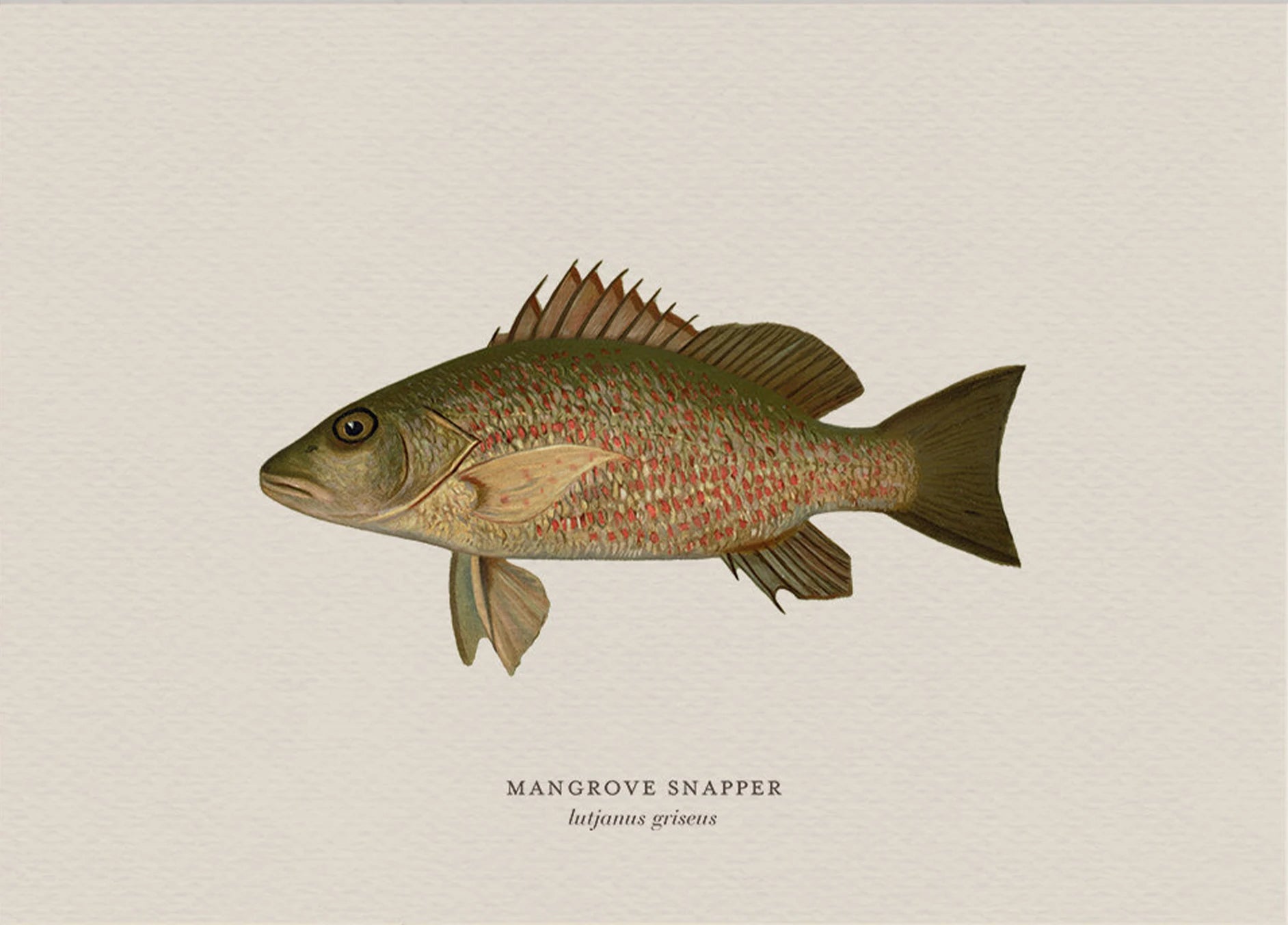 Illustration of a mangrove snapper fish on a beige background