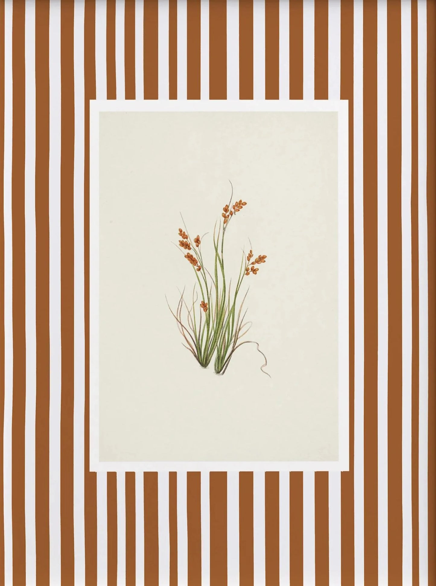 Botanical illustration of a plant on a beige background with a brown and white striped border