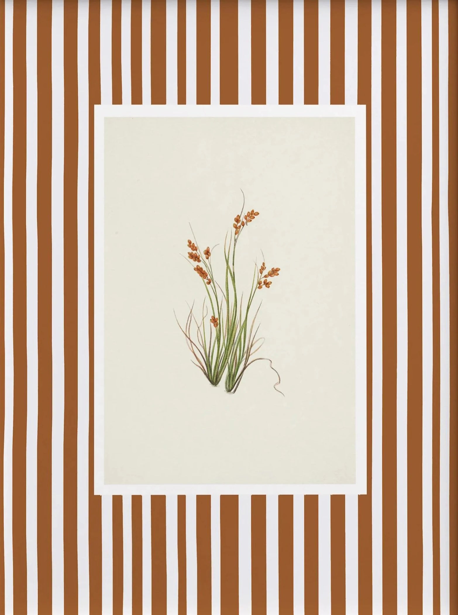 Botanical illustration of a plant on a beige background with a brown and white striped border