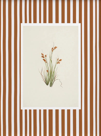 Botanical illustration of a plant on a beige background with a brown and white striped border