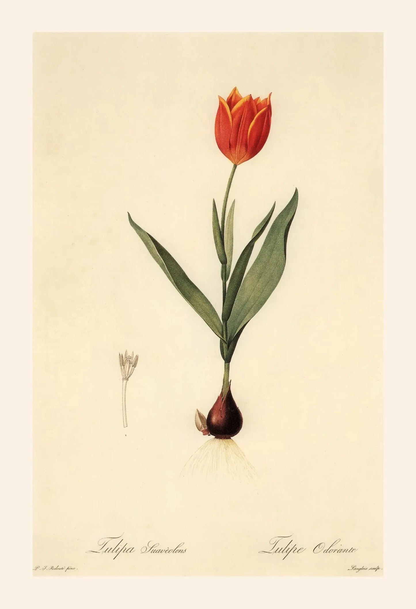 Illustration of a red tulip with green leaves on a beige background