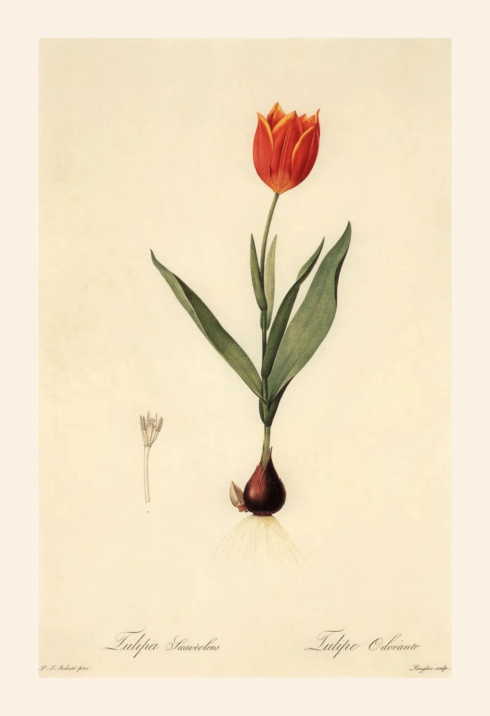 Illustration of a red tulip with green leaves on a beige background