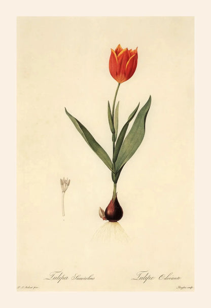 Illustration of a red tulip with green leaves on a beige background