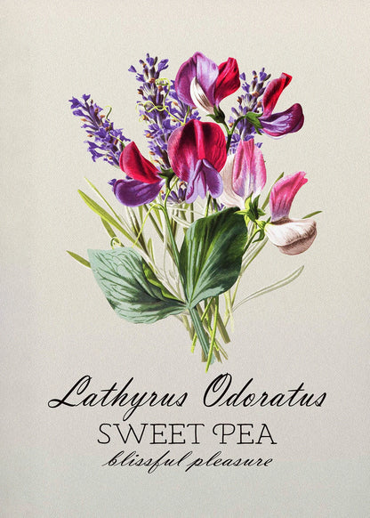 Illustration of sweet pea flowers with green leaves on a beige background