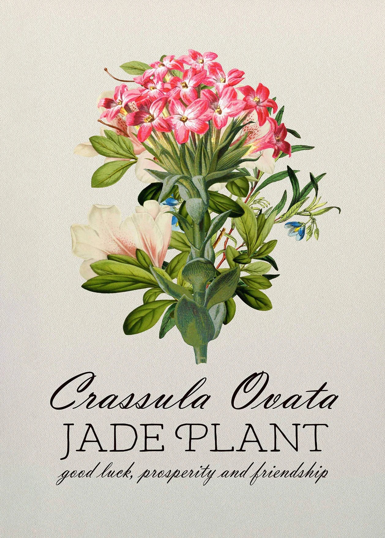 Illustration of a Crassula Ovata plant with pink flowers on a light background