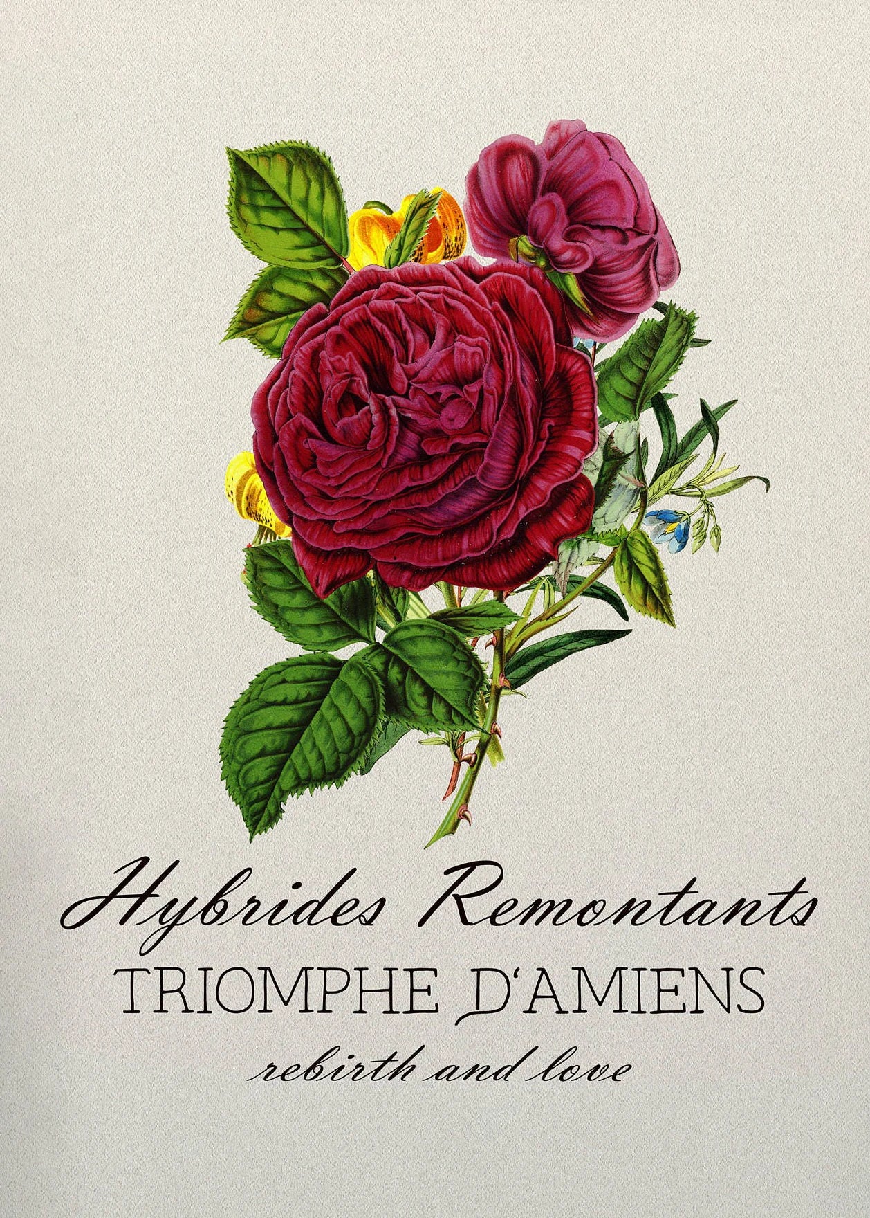 Vintage-style illustration of roses with text on a light background