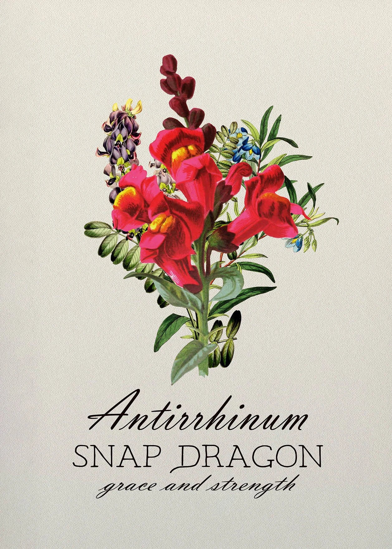 Illustration of Antirrhinum (Snap Dragon) flowers with text on a light background