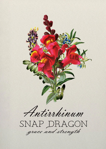 Illustration of Antirrhinum (Snap Dragon) flowers with text on a light background