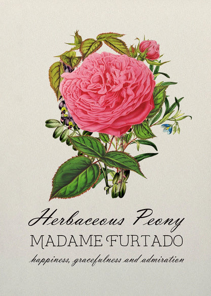 Illustration of a pink herbaceous peony with green leaves on a light background, featuring the text 'Herbaceous Peony Madame Furtado'.