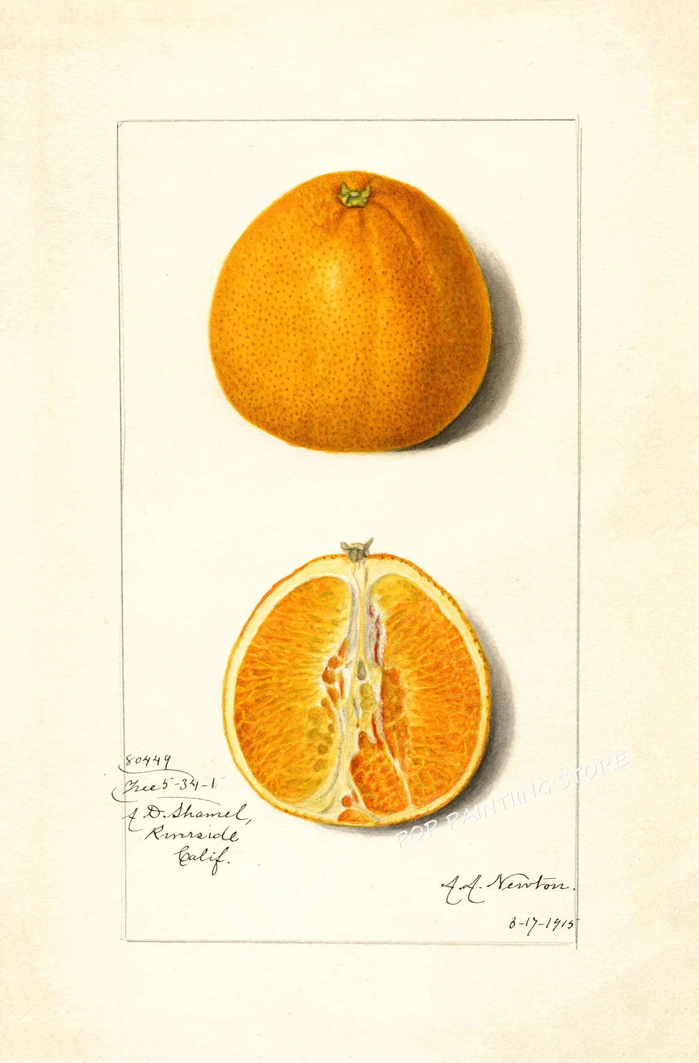 Retro Harvest Collection - Canvas & Curio