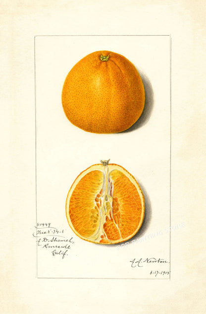 Retro Harvest Collection - Canvas & Curio