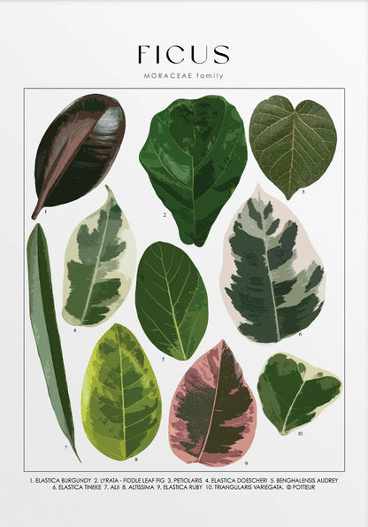 Illustration of various Ficus leaves with labels on a white background