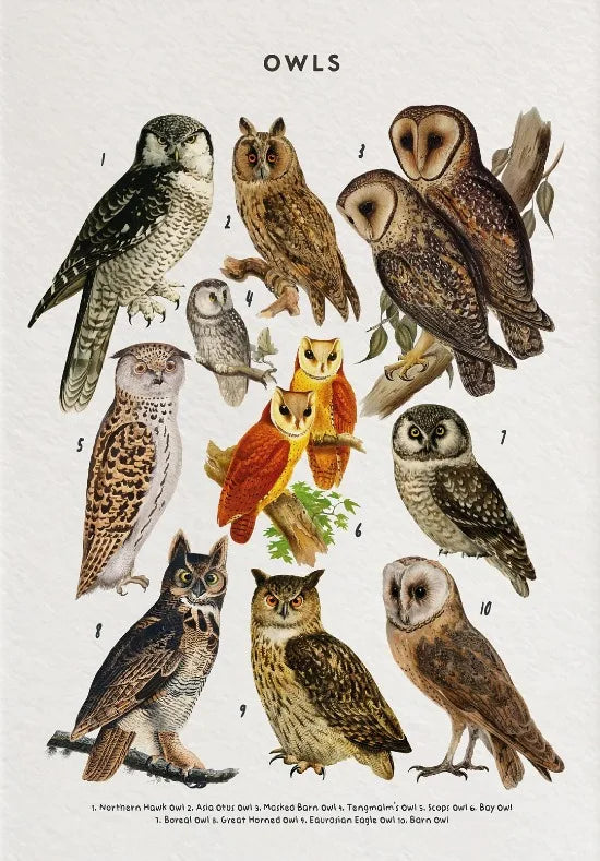 Illustration of various owl species with labels on a light background