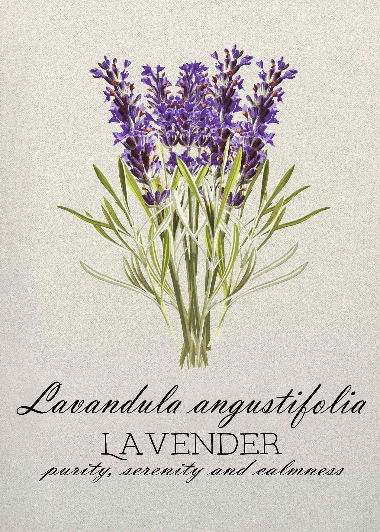 Illustration of lavender flowers with text on a beige background