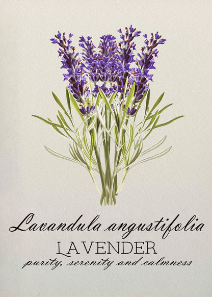 Illustration of lavender flowers with text on a beige background