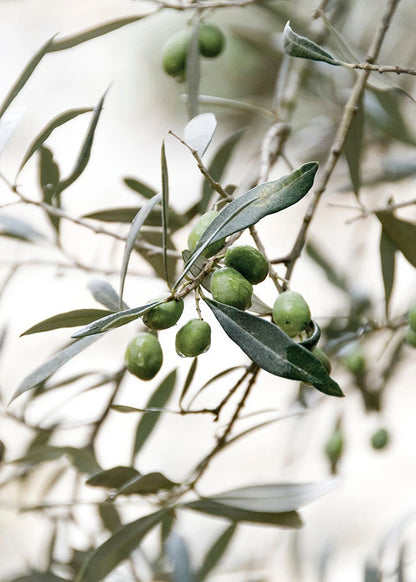 Green olives on an olive tree branch with a blurred background