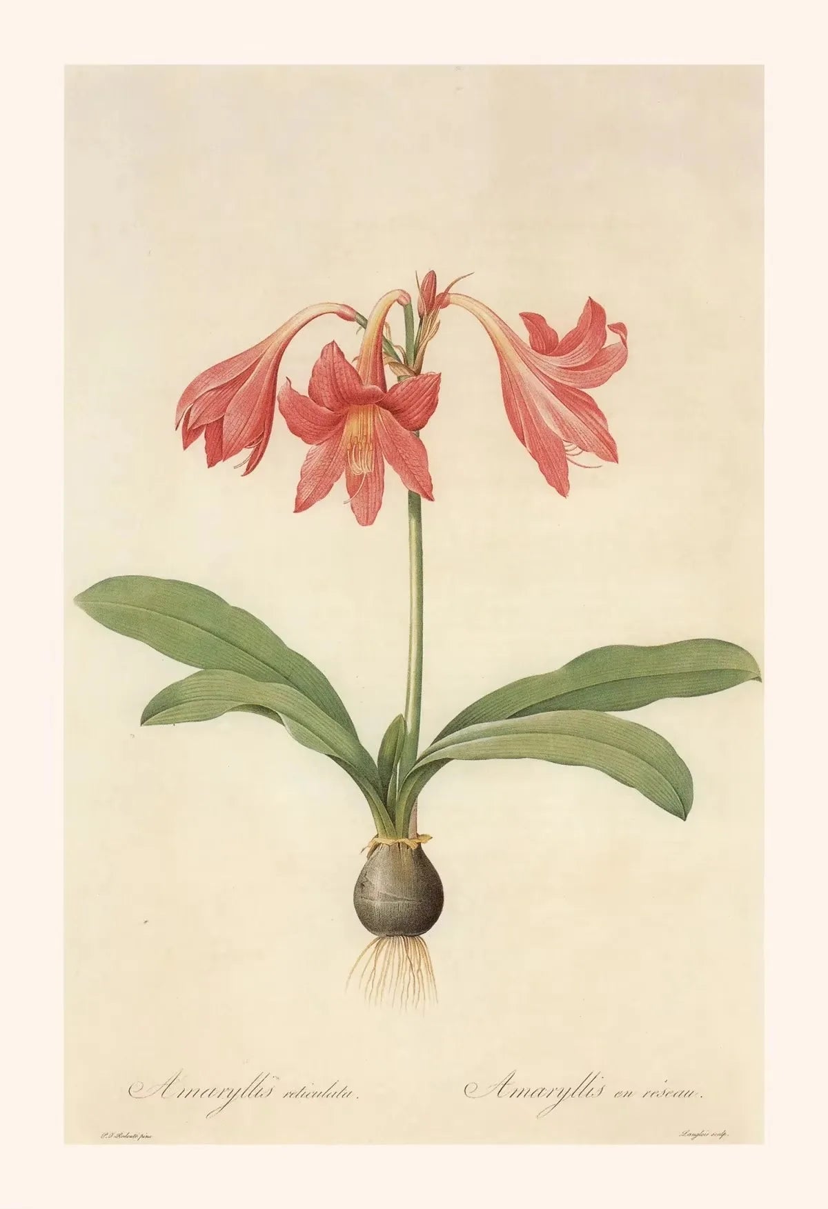 Botanical illustration of a pink flower with green leaves on a beige background