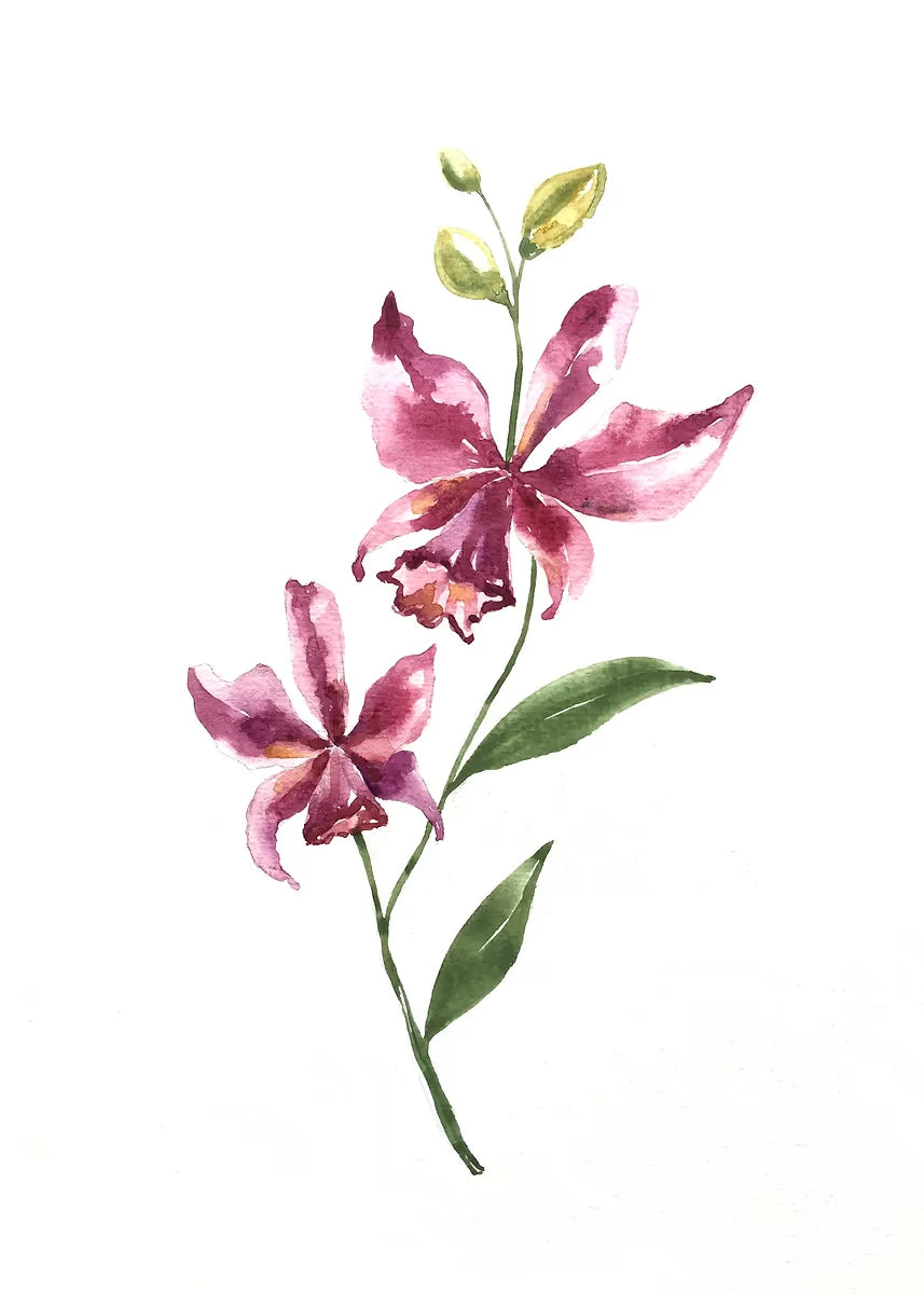Illustration of pink orchids with green leaves on a white background