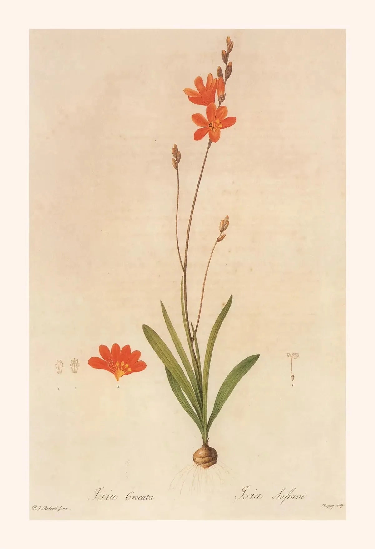 Botanical illustration of orange flowers with green leaves on a beige background