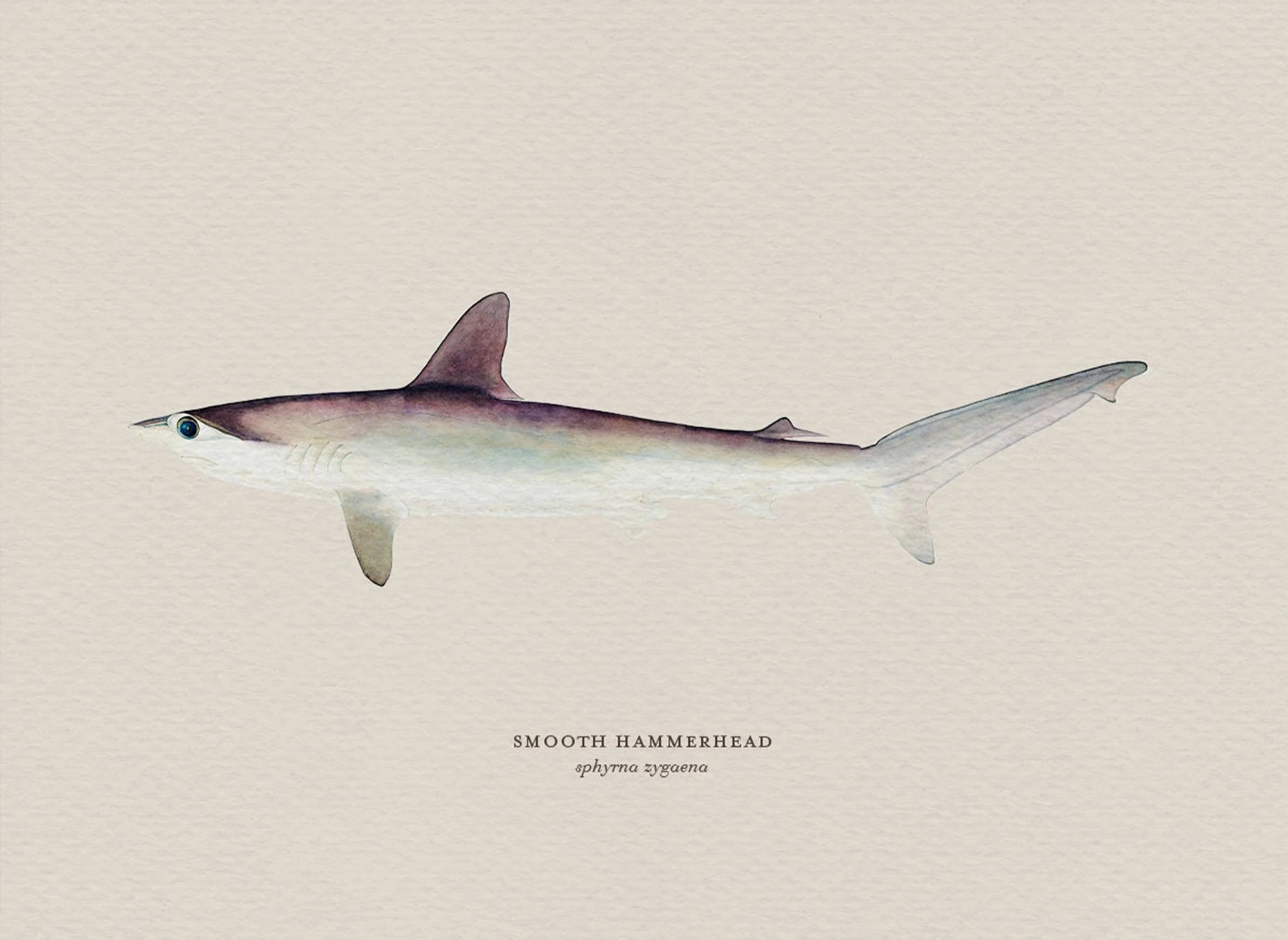 Illustration of a smooth hammerhead shark on a beige background