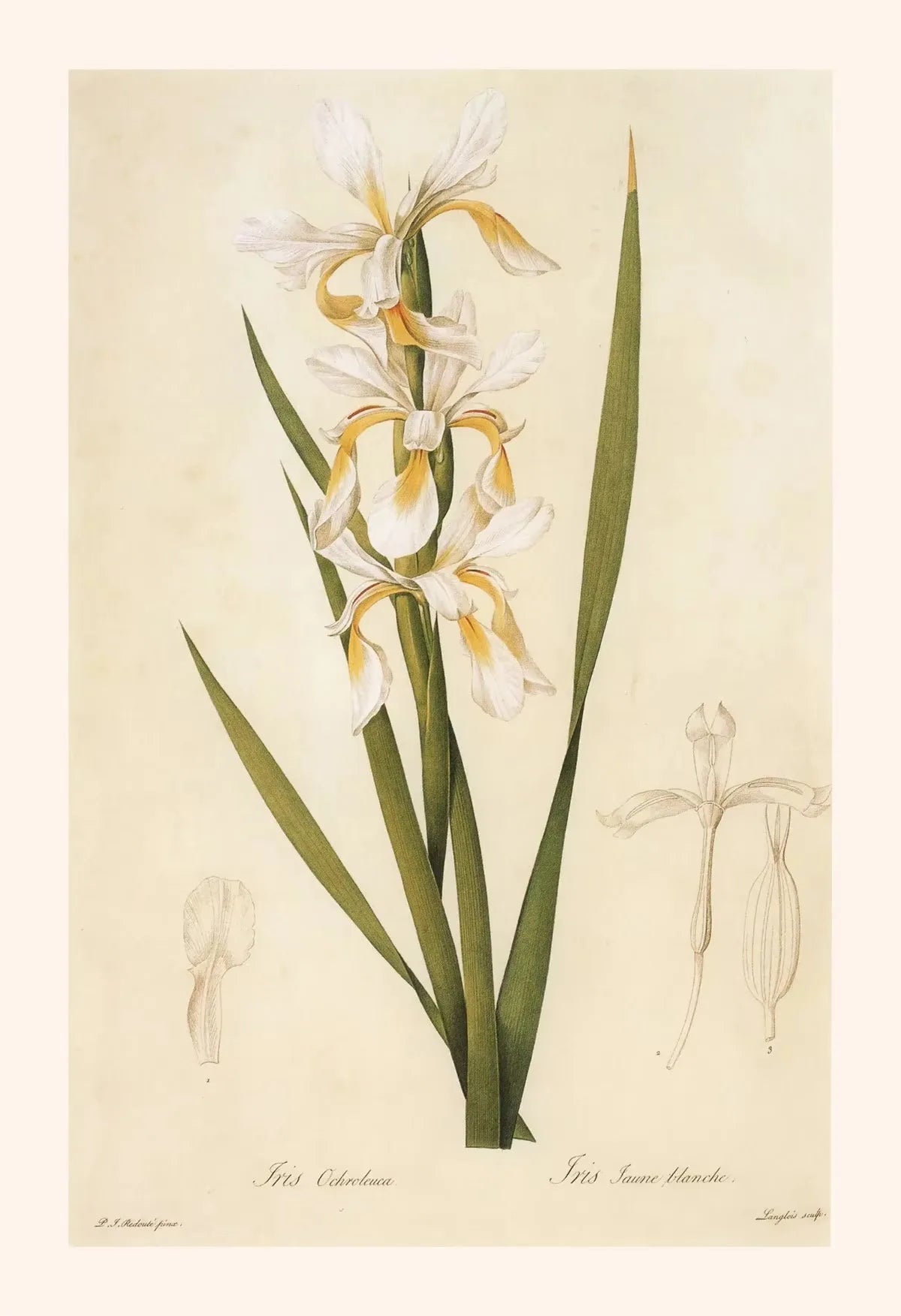 Botanical illustration of a flower with green leaves on a beige background