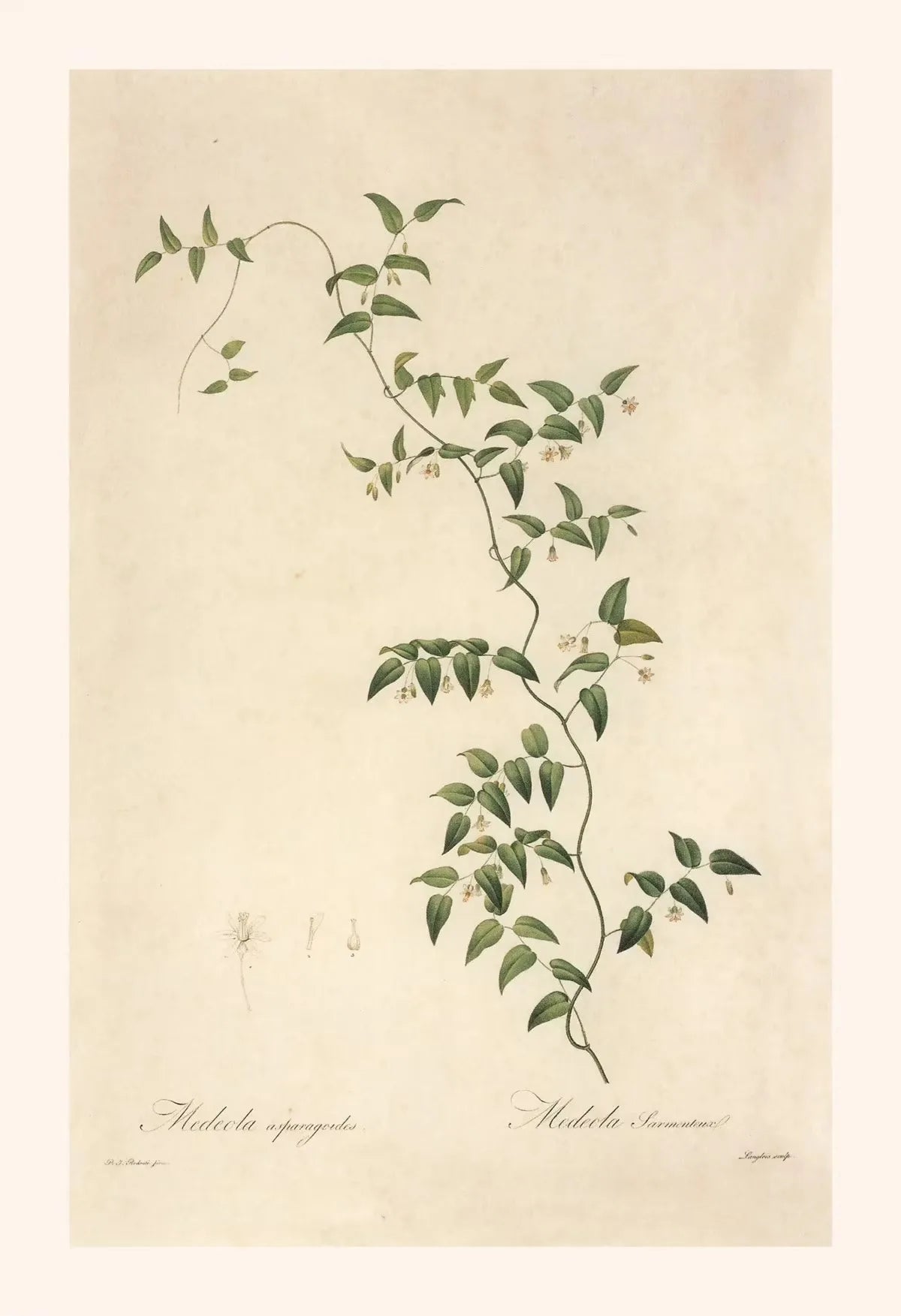 Botanical illustration of a climbing plant on a beige background