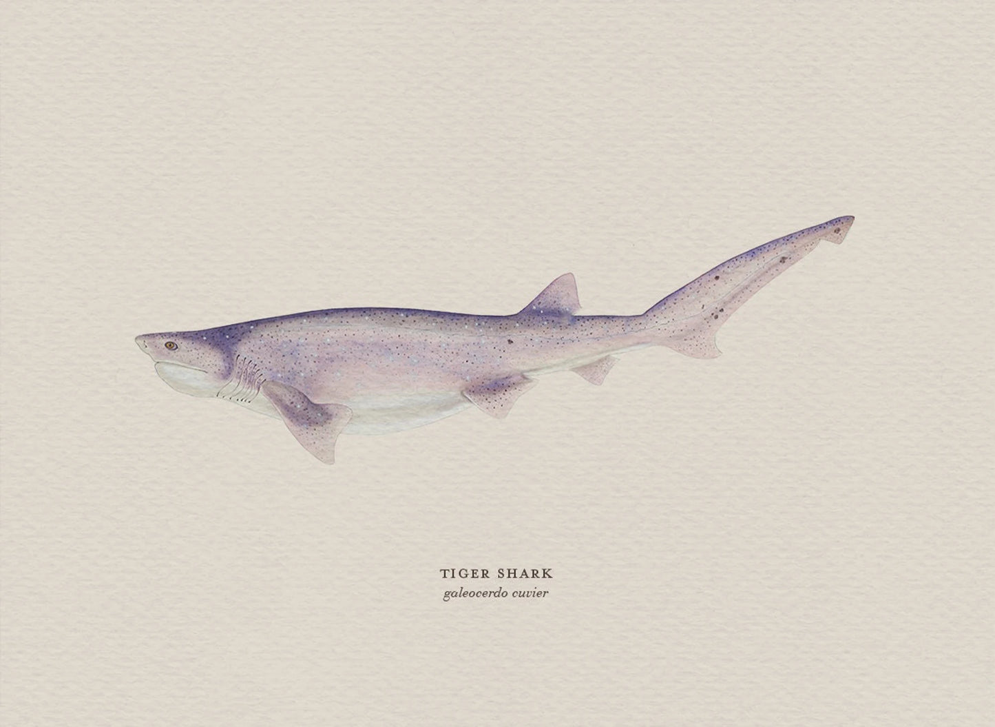 Illustration of a tiger shark on a beige background