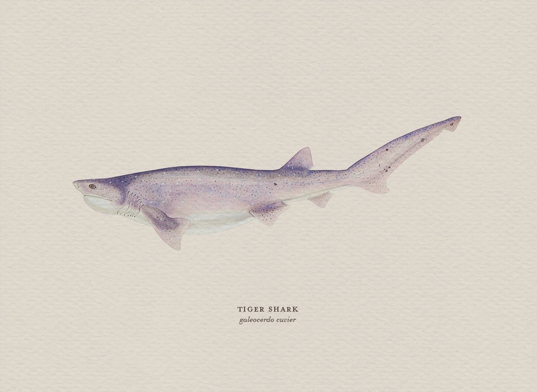 Illustration of a tiger shark on a beige background