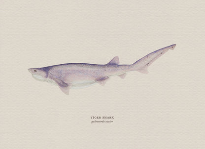 Illustration of a tiger shark on a beige background