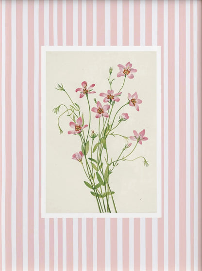 Framed botanical illustration of pink flowers on a striped background