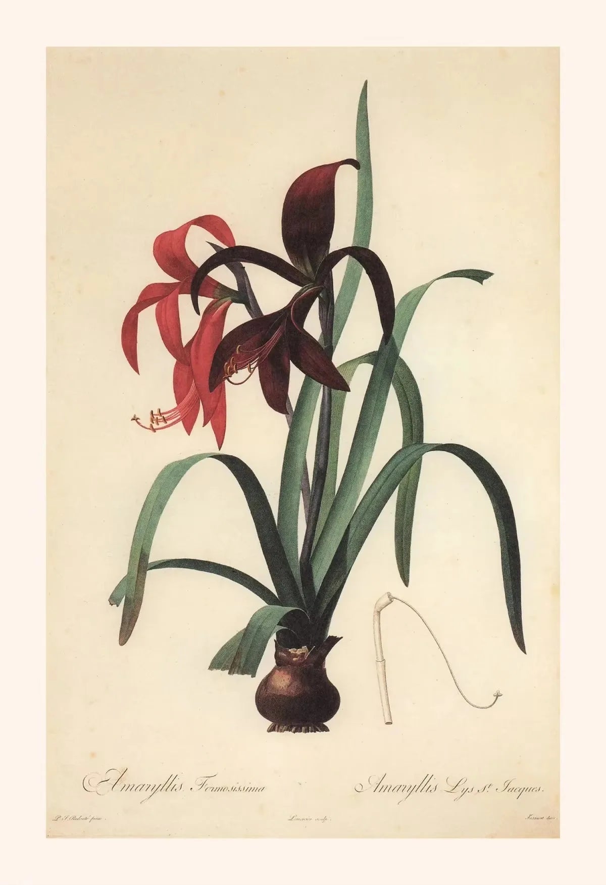 Vintage botanical illustration of a red and green plant in a vase on a beige background