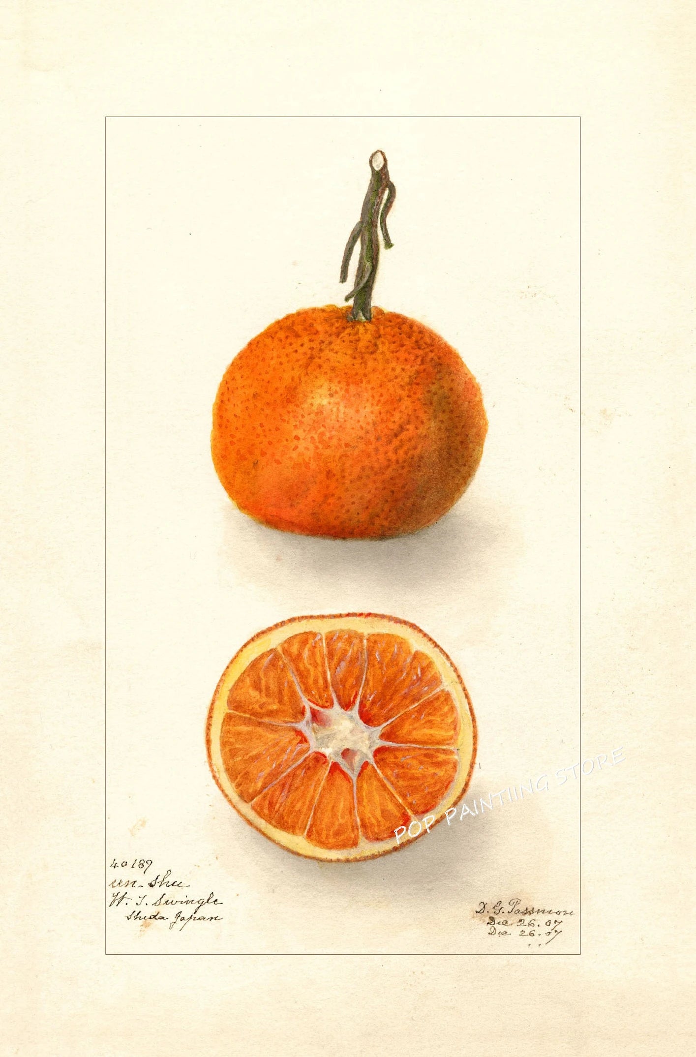 Retro Harvest Collection - Canvas & Curio