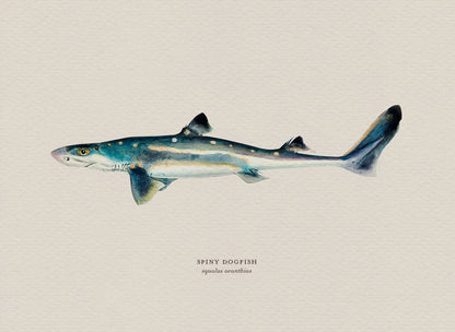 Illustration of a spiny dogfish shark on a beige background