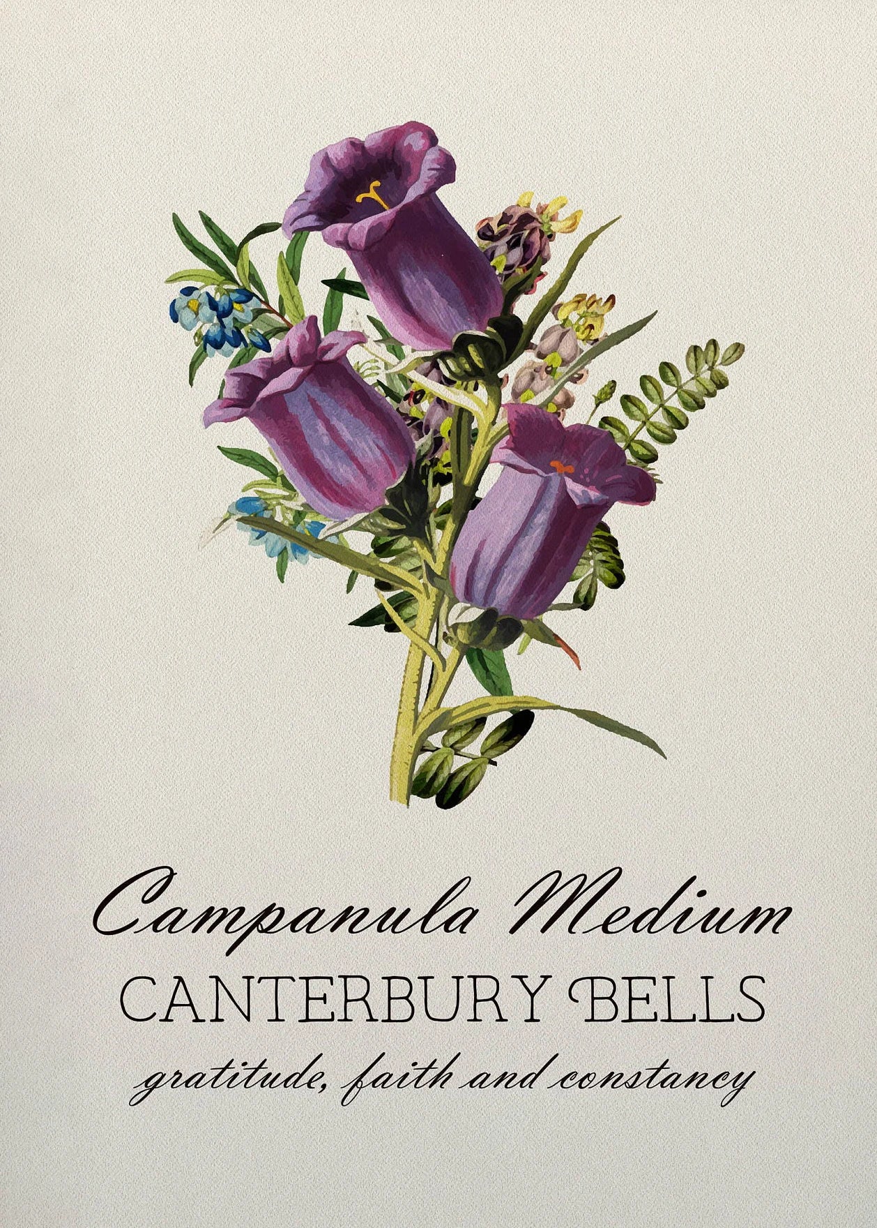 Illustration of purple Canterbury bells with text on a beige background