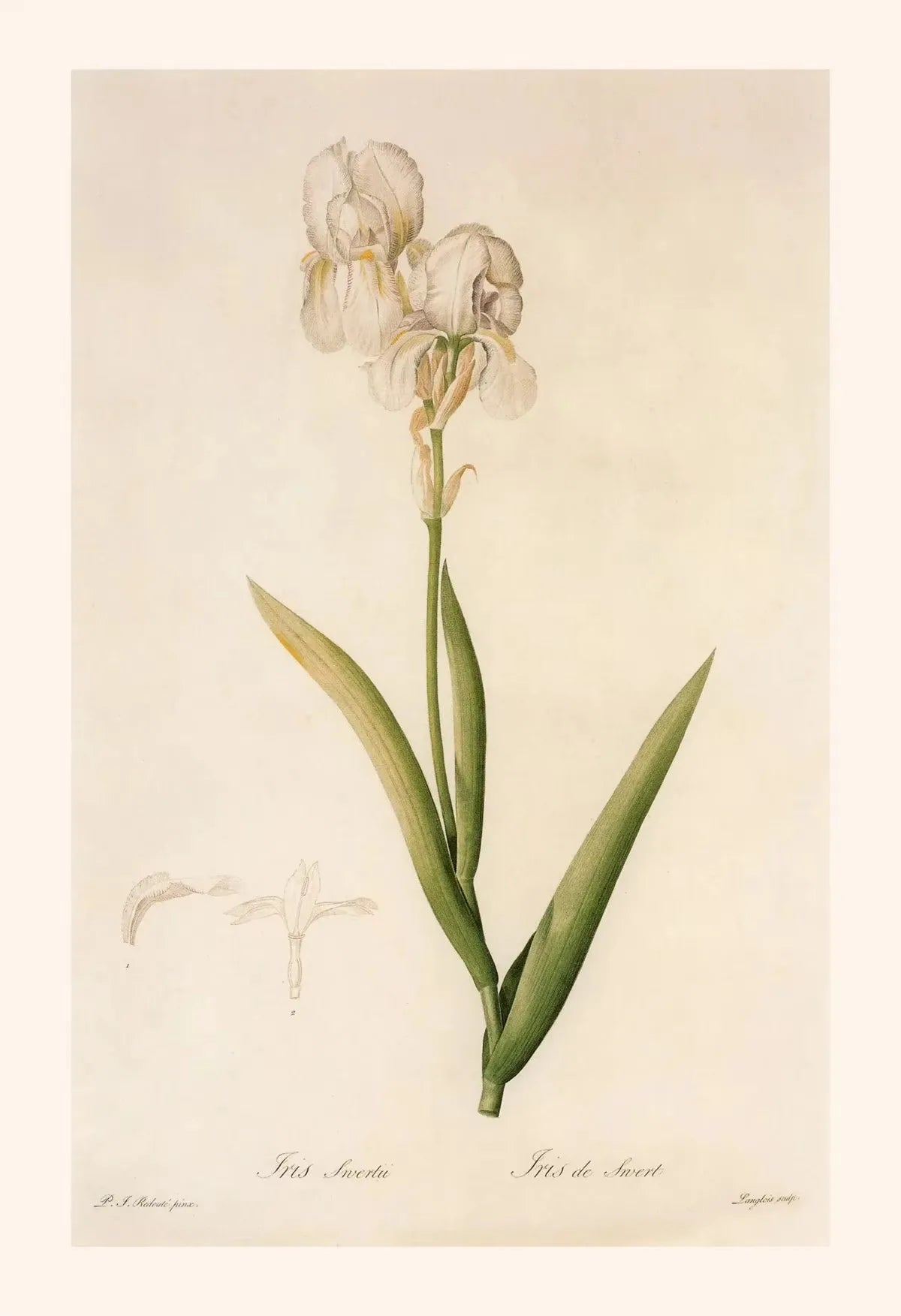 Botanical illustration of a white flower with green leaves on a beige background