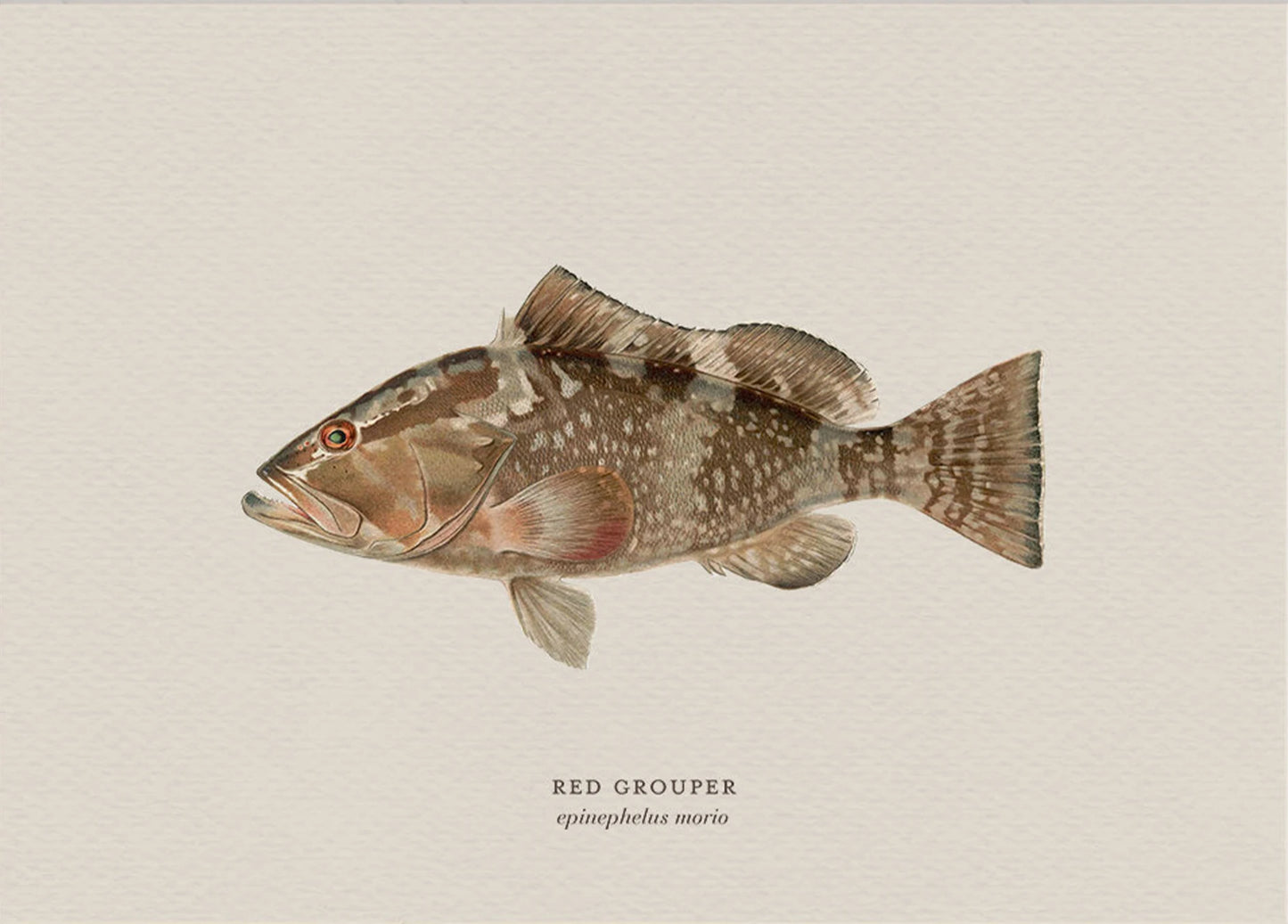 Illustration of a red grouper fish on a beige background