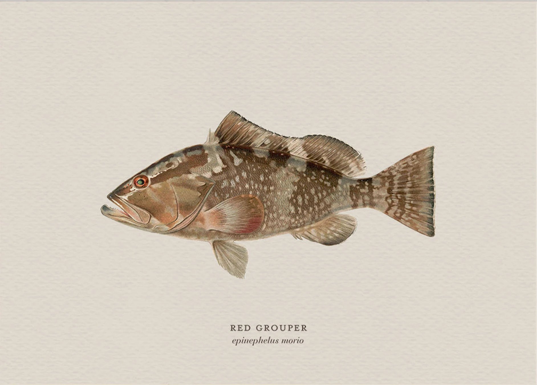 Illustration of a red grouper fish on a beige background