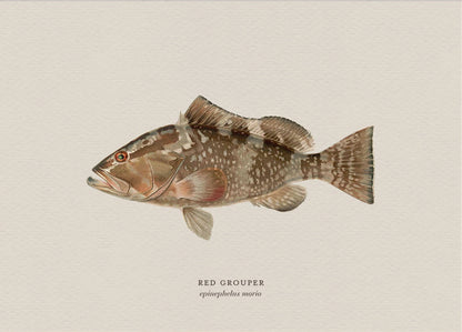 Illustration of a red grouper fish on a beige background