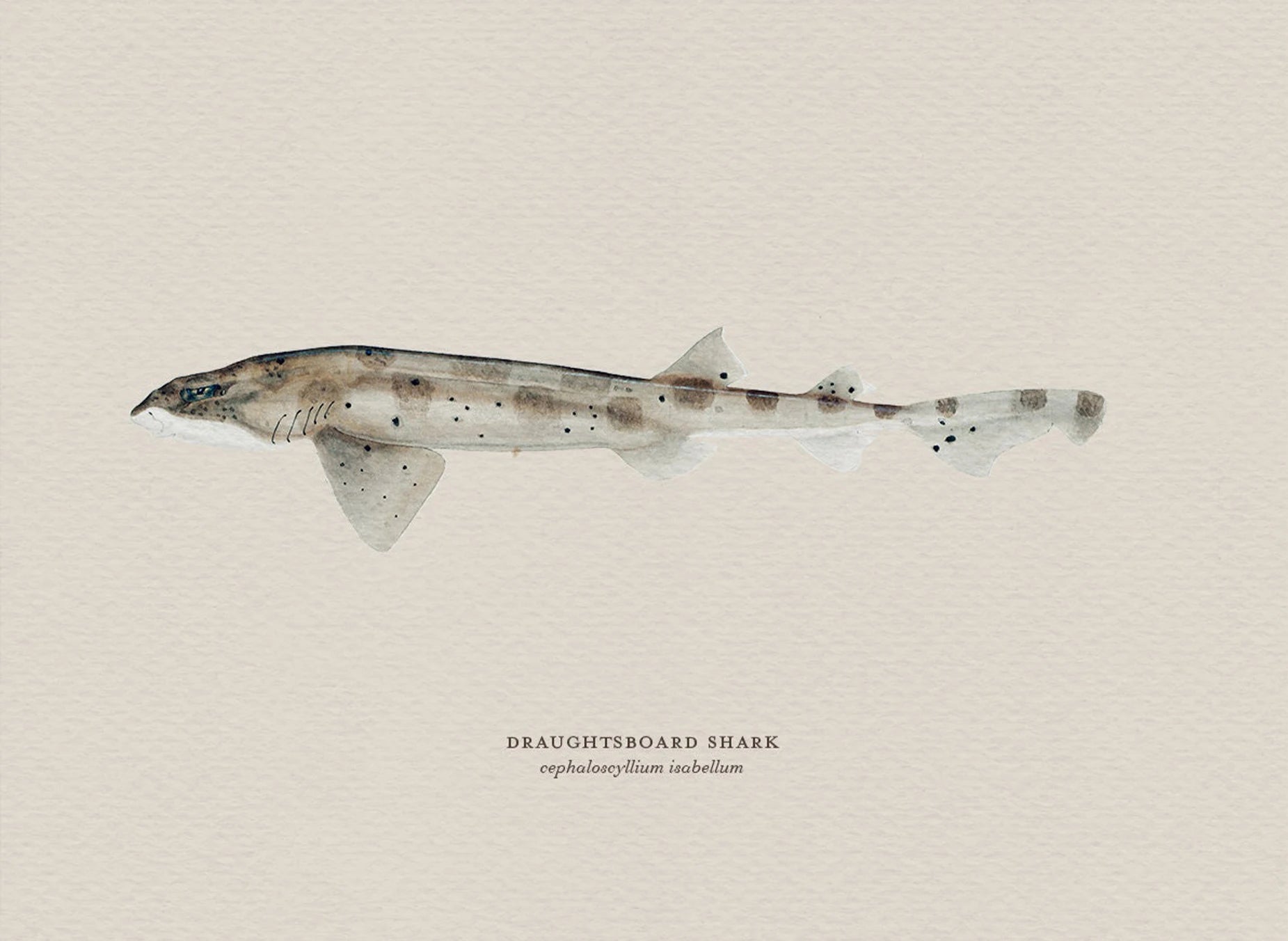 Illustration of a draughtsboard shark on a beige background