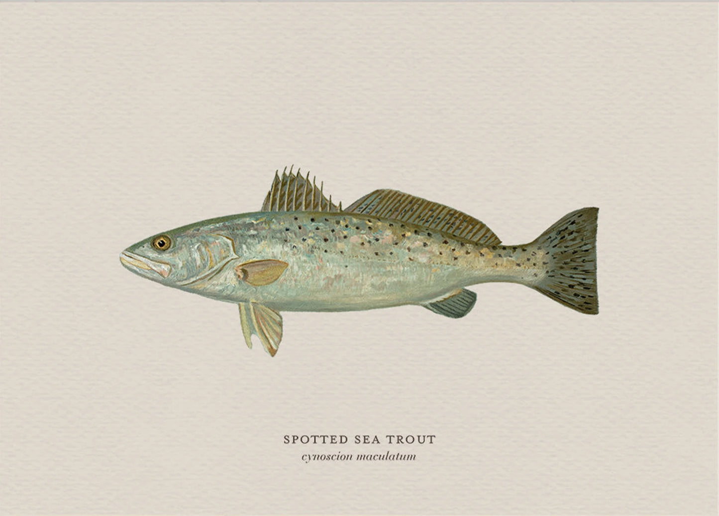 Illustration of a spotted sea trout on a beige background