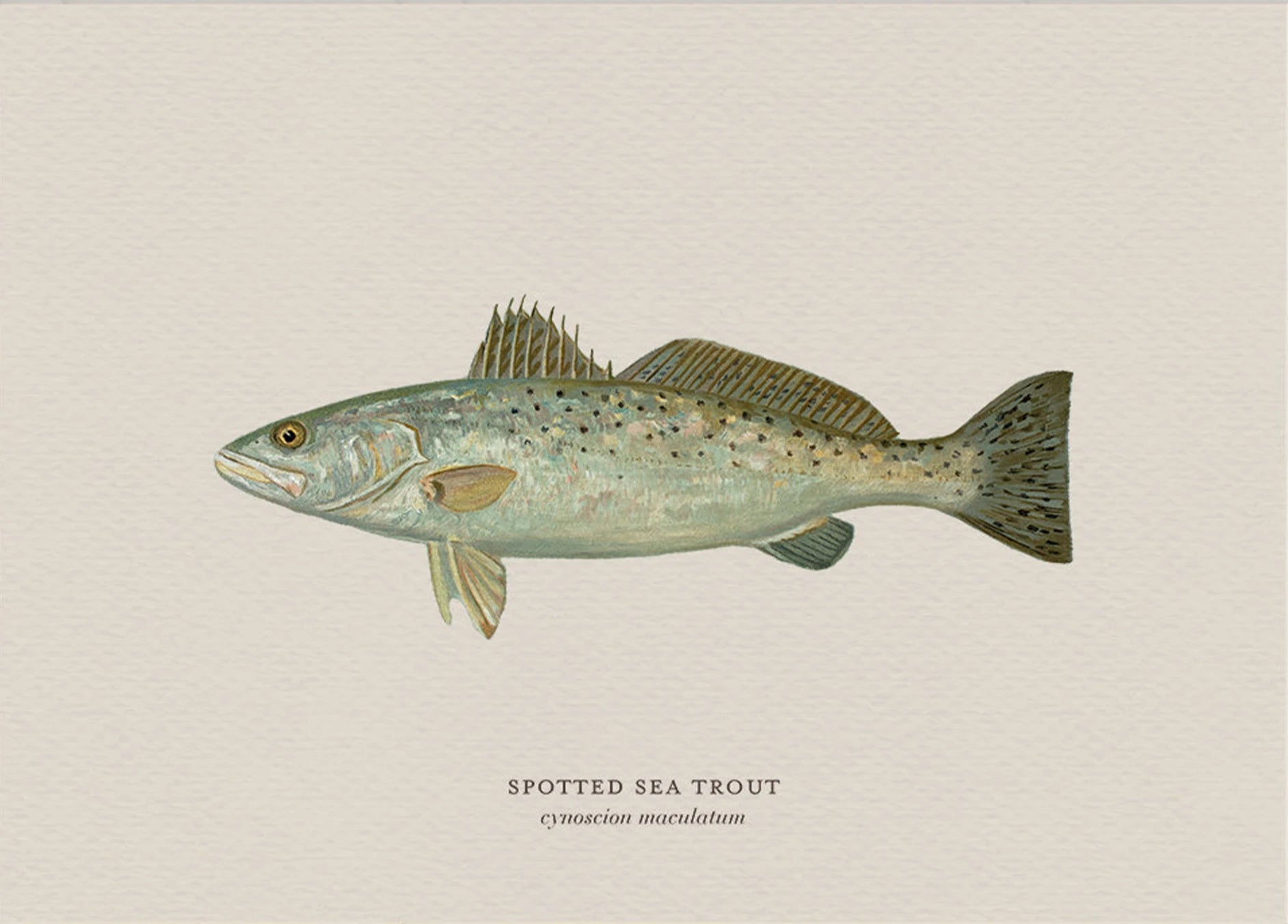 Illustration of a spotted sea trout on a beige background