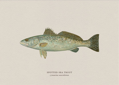 Illustration of a spotted sea trout on a beige background